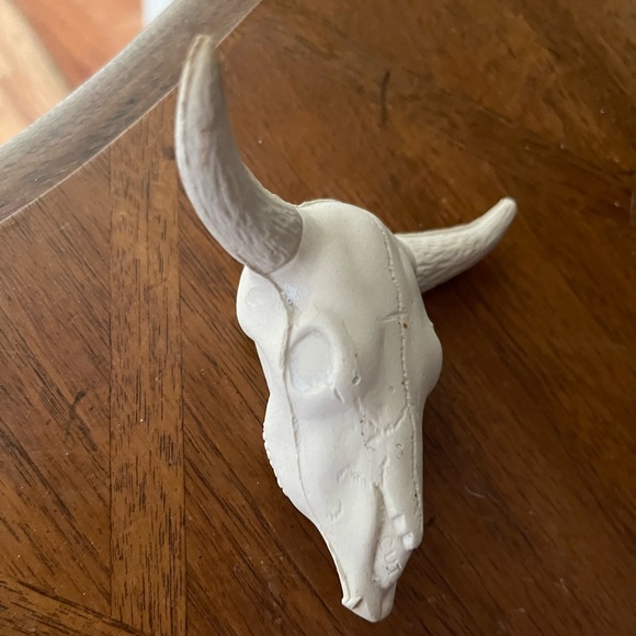 Authentic Bone Infant Bull Skull - Picture 2 of 6